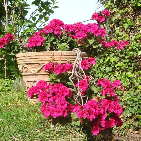 Iolanda-sive Natura Wine&house * Giarre