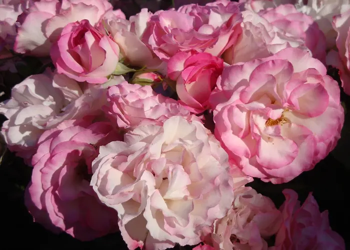 Iolanda-sive Natura Wine&house *